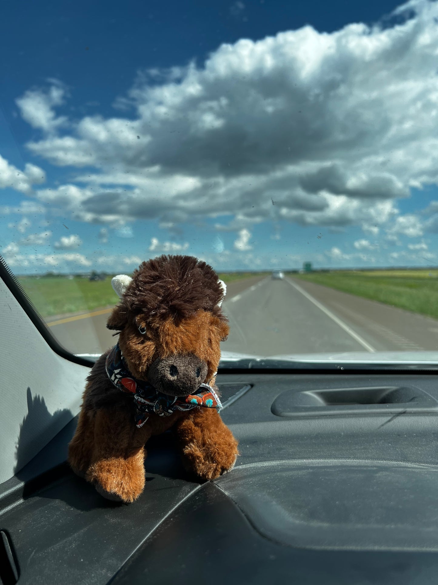 Addi the traveling Buffalo